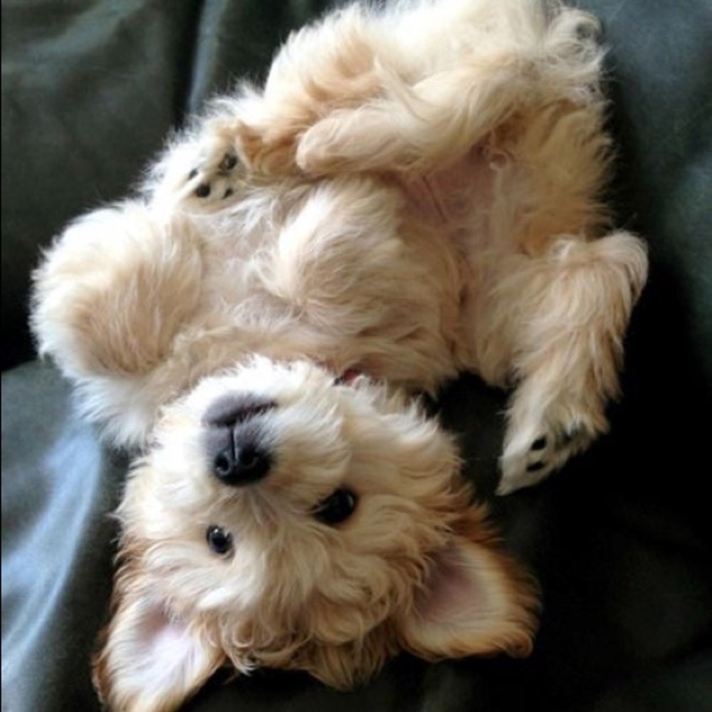 Meet your Posher, Jamie